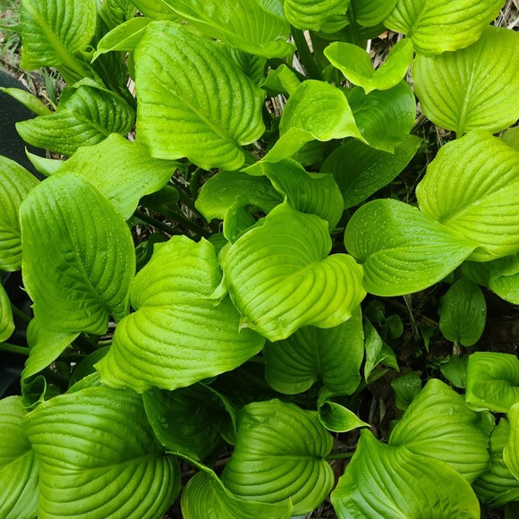 nathanenloe80